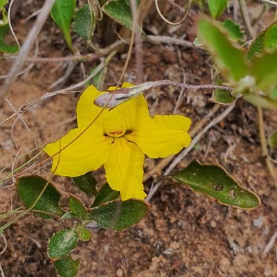 Goodenia hederacea, photographed by Claudia Schipp