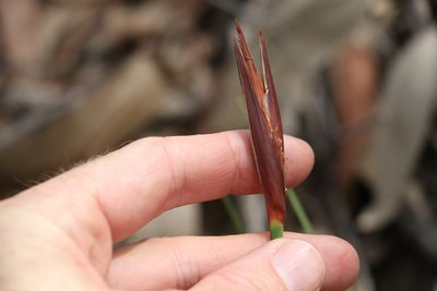 Patersonia glabrata, photographed by Greg Tasney