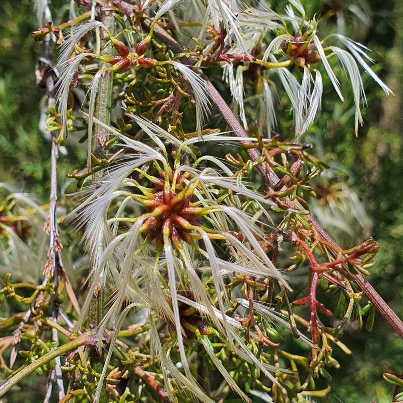 Clematis leptophylla, photographed by Claudia Schipp
