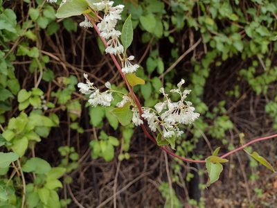 Fallopia baldschuanica, photographed by Daniel Cahen