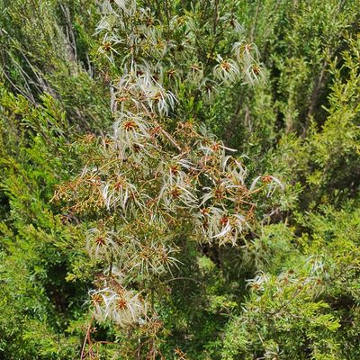 Clematis leptophylla, photographed by Claudia Schipp