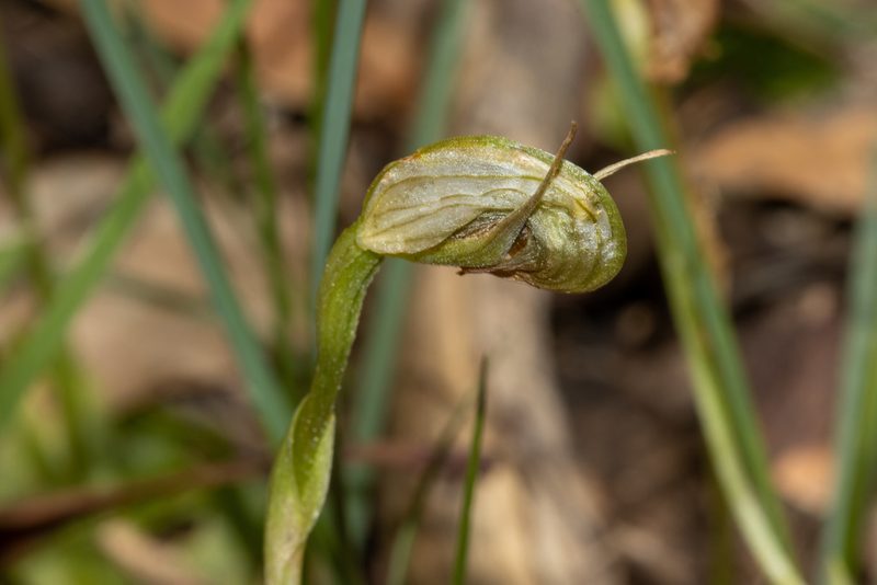 Pterostylis nutans, photographed by T. Hammer