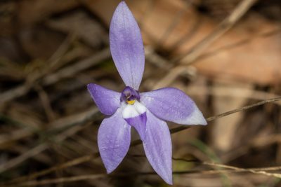 Caladenia major, photographed by T. Hammer
