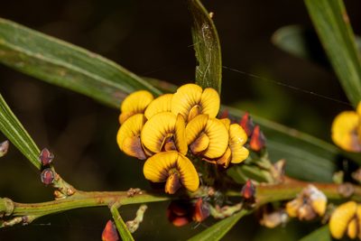 Daviesia leptophylla, photographed by T. Hammer