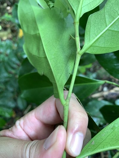 Suregada aequorea, photographed by 呂一起(Lyu yi-chi)