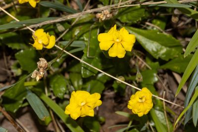 Goodenia blackiana, photographed by T. Hammer