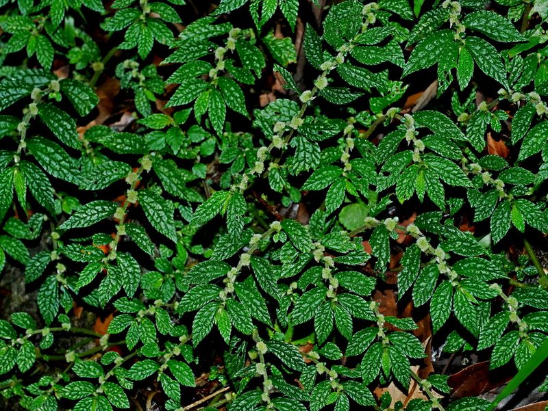 Elatostema parvum, photographed by Jacy Chen