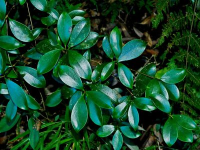 Ternstroemia gymnanthera, photographed by Jacy Chen