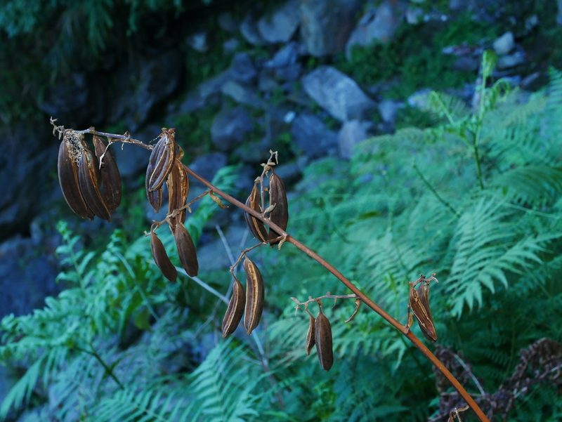 Cyrtosia falconeri, photographed by Jacy Chen