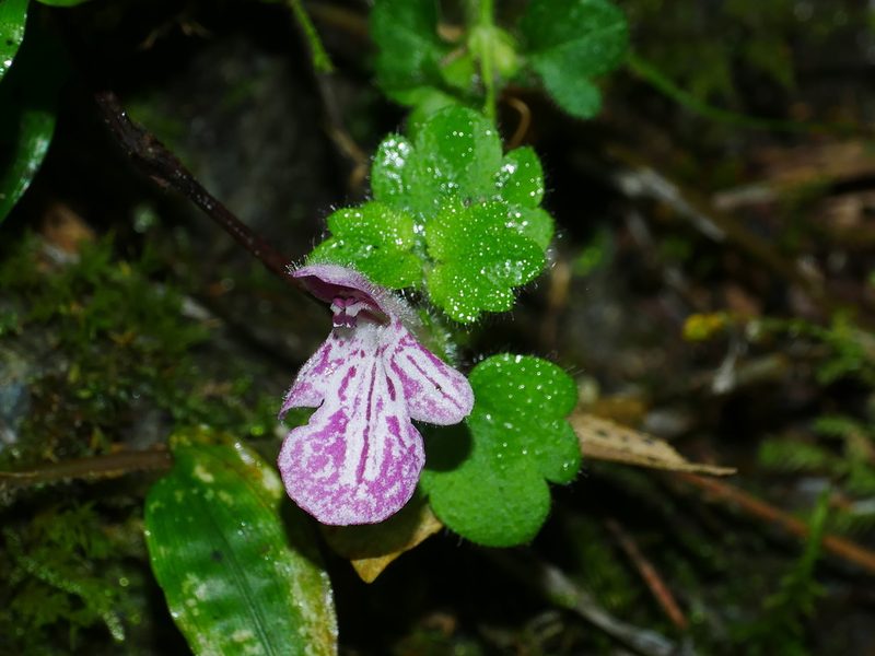 Suzukia shikikunensis, photographed by Jacy Chen