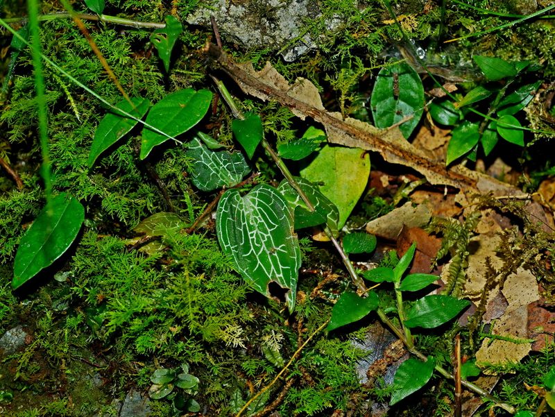 Goodyera reticulata, photographed by Jacy Chen