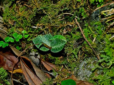 Goodyera reticulata, photographed by Jacy Chen