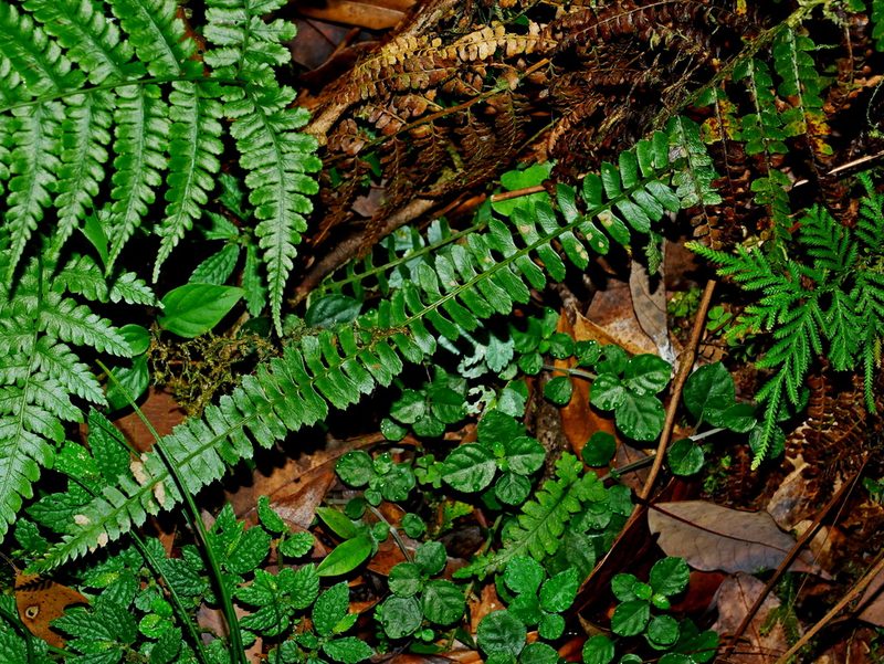 Polystichum deltodon, photographed by Jacy Chen