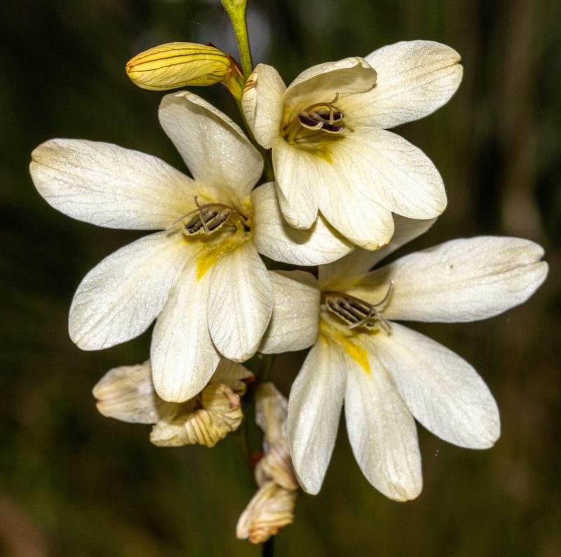 Tritonia gladiolaris, photographed by T. Hammer