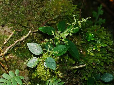 Pilea plataniflora, photographed by Jacy Chen