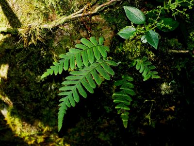 Goniophlebium formosanum, photographed by Jacy Chen