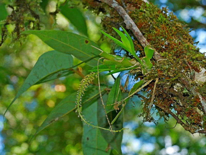 Oberonia caulescens, photographed by Jacy Chen