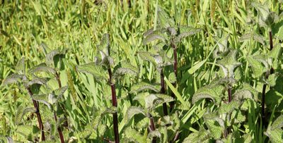 Stachys ajugoides, photographed by Karen and Mike