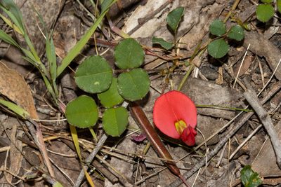Kennedia prostrata, photographed by T. Hammer
