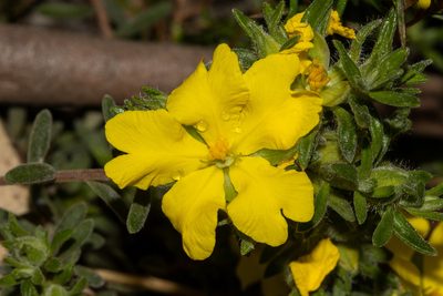 Hibbertia crinita, photographed by T. Hammer