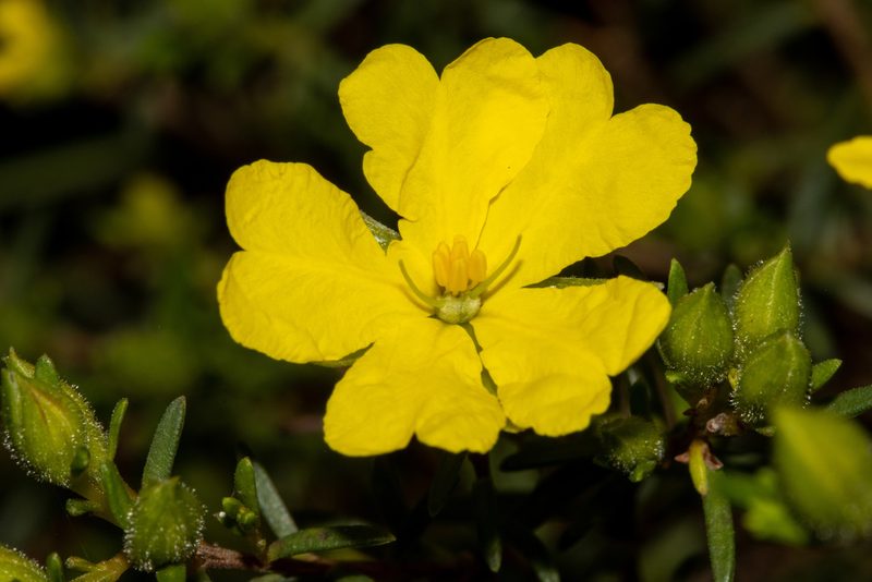 Hibbertia devitata, photographed by T. Hammer