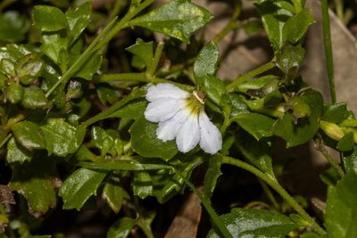 Scaevola albida, photographed by T. Hammer