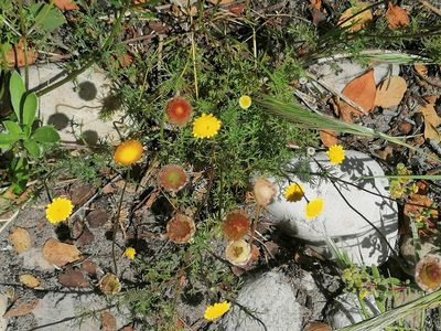 Cotula pruinosa, photographed by flamelily