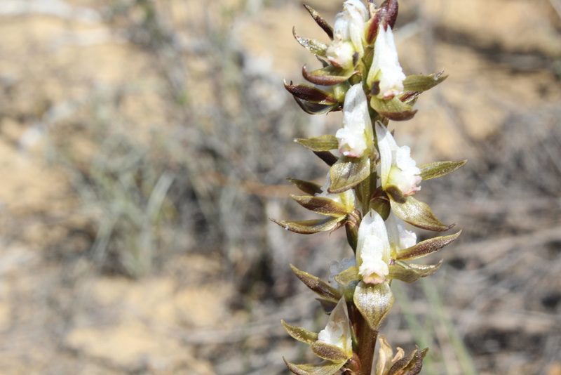 Prasophyllum sargentii, photographed by Hugo Innes
