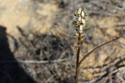 Prasophyllum sargentii, photographed by Hugo Innes