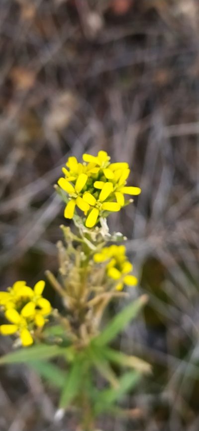 Erysimum marschallianum, photographed by Алексей Ябс