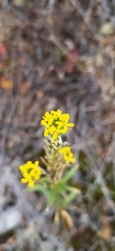 Erysimum marschallianum, photographed by Алексей Ябс