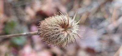 Geum aleppicum, photographed by Алексей Ябс