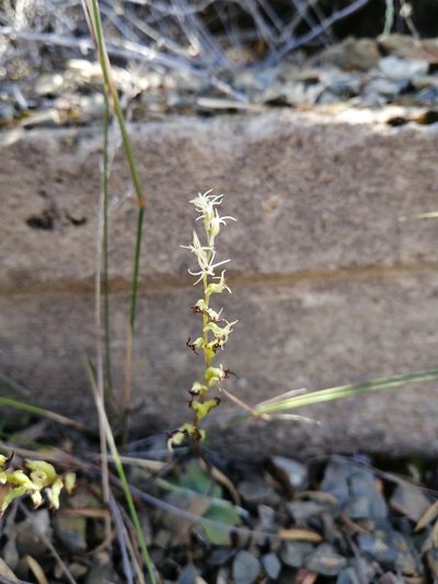 Holothrix secunda, photographed by Danie Palm