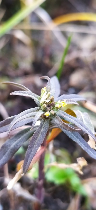 Erysimum marschallianum, photographed by Алексей Ябс