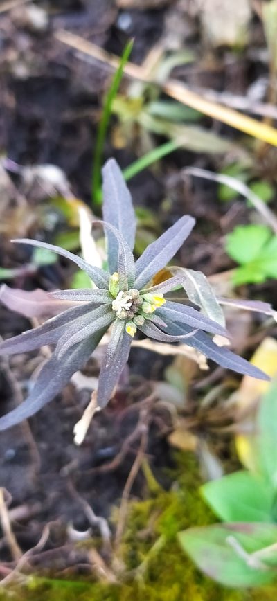 Erysimum marschallianum, photographed by Алексей Ябс