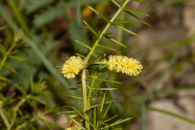 Acacia verticillata, photographed by T. Hammer
