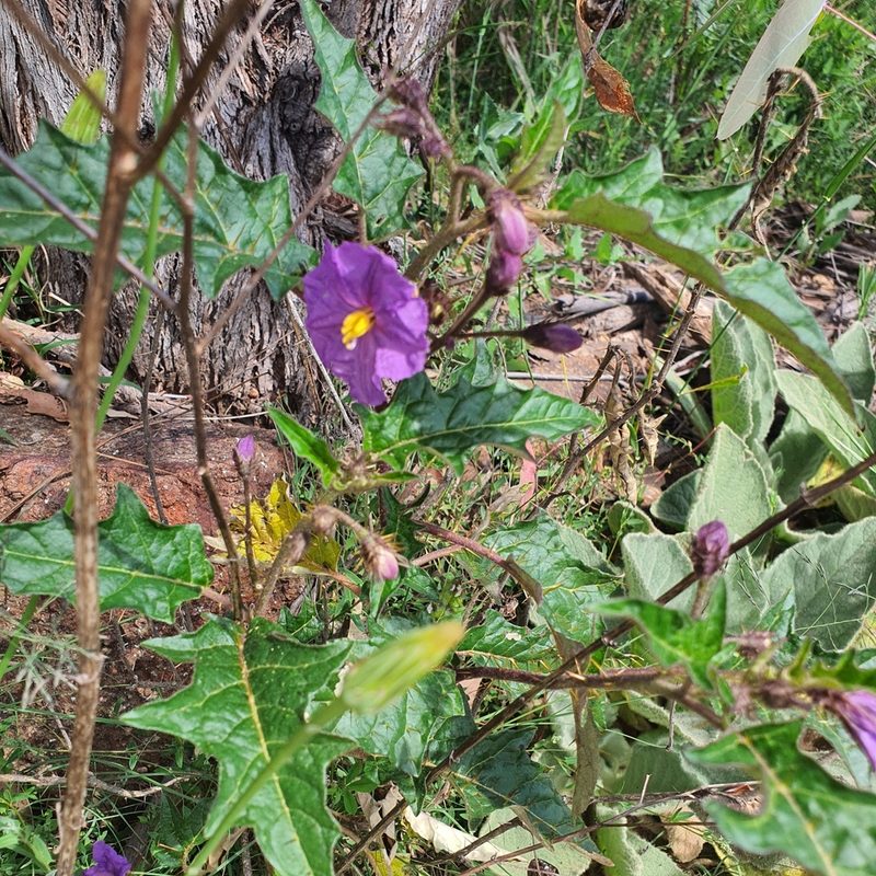 Solanum cinereum, photographed by Claudia Schipp