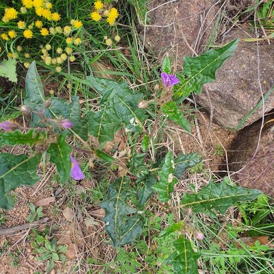 Solanum cinereum, photographed by Claudia Schipp