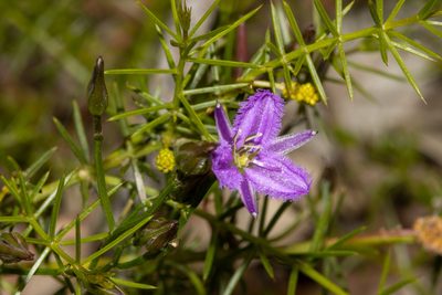 Thysanotus patersonii, photographed by T. Hammer