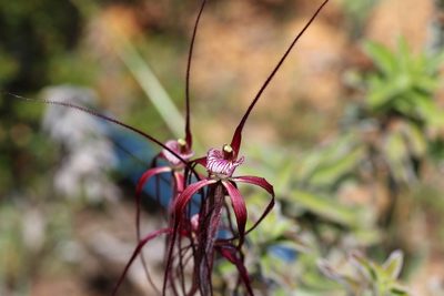 Caladenia chapmanii, photographed by Hugo Innes