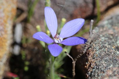 Caladenia gemmata, photographed by Hugo Innes