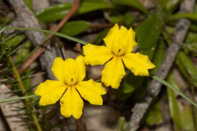 Goodenia geniculata, photographed by T. Hammer
