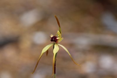 Caladenia longiclavata, photographed by Hugo Innes
