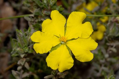Hibbertia crinita, photographed by T. Hammer