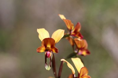 Diuris jonesii, photographed by Hugo Innes