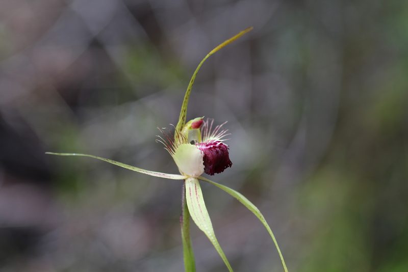 Caladenia thinicola, photographed by Hugo Innes