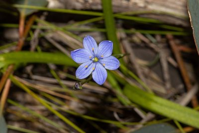 Chamaescilla corymbosa, photographed by T. Hammer