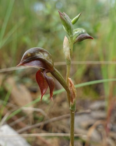Pterostylis squamata, photographed by yatesy