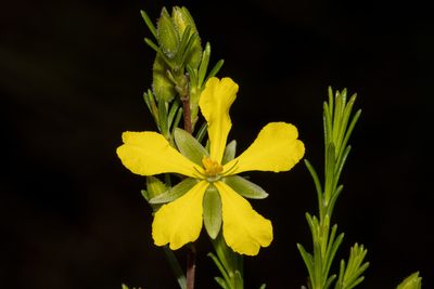 Hibbertia devitata, photographed by T. Hammer