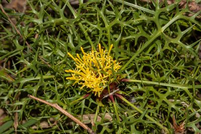 Isopogon ceratophyllus, photographed by T. Hammer